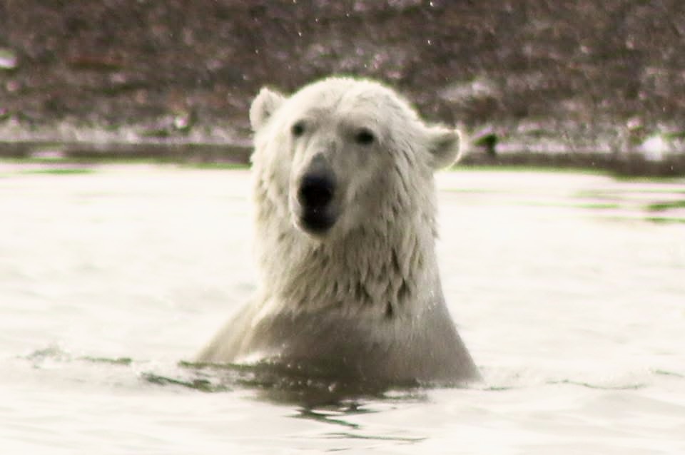 Polar bear swimming with its head and shoulders above the water in Alaska
